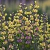Baptisia 'Pink Lemonade' 1 Baptisia 'Pink Lemonade' -Feathered Garden pl2000025124