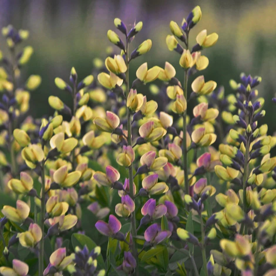 Baptisia 'Pink Lemonade' 3 Baptisia 'Pink Lemonade'