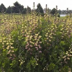 Baptisia 'Pink Lemonade' 5 Baptisia 'Pink Lemonade' -Feathered Garden pl2000025124 card2 lg