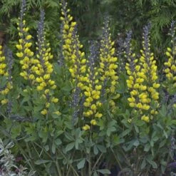 Baptisia 'Lemon Meringue'