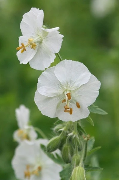Geranium Phaeum 'Album' 5 Geranium Phaeum 'Album' - Image 3