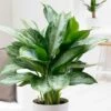 Aglaonema 'Jubilee Compacta' (PBR) 1 Aglaonema 'Jubilee Compacta' (PBR) -Feathered Garden pl2000027224