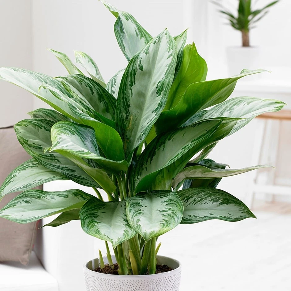 Aglaonema 'Jubilee Compacta' (PBR) 3 Aglaonema 'Jubilee Compacta' (PBR)