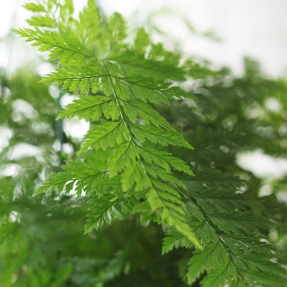 Humata Tyermanii 'Bunny' 6 Humata Tyermanii 'Bunny' - Image 4