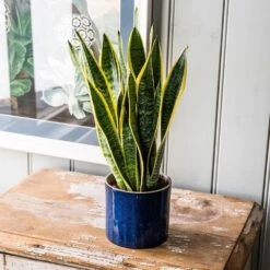 Sansevieria Trifasciata Var. Laurentii 11 Sansevieria Trifasciata Var. Laurentii -Feathered Garden pl2000027233 card5 lg