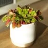 Venus Fly Trap