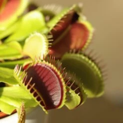 Venus Fly Trap -Feathered Garden pl2000027243 card3 lg
