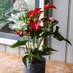 Anthurium (Andraeanum Group) Red Champion ('Anthbnena') (PBR) 7 Anthurium (Andraeanum Group) Red Champion ('Anthbnena') (PBR) -Feathered Garden pl2000027263 card3 lg