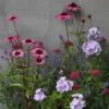 Plants For Pollinators Plant Combination 2 Plants For Pollinators Plant Combination -Feathered Garden pl2000027588