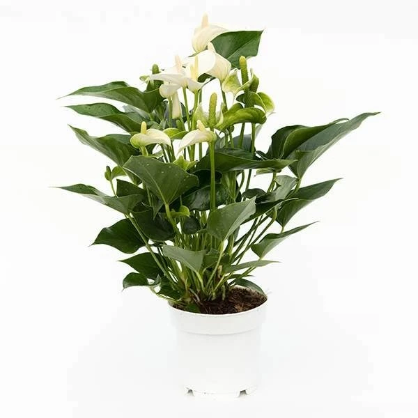 Anthurium White Champion ('Anthefaqyr') (PBR) 4 Anthurium White Champion ('Anthefaqyr') (PBR) - Image 2