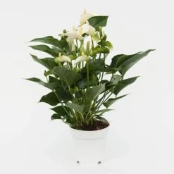 Anthurium White Champion ('Anthefaqyr') (PBR) 7 Anthurium White Champion ('Anthefaqyr') (PBR) -Feathered Garden pl2000027698 card3 lg