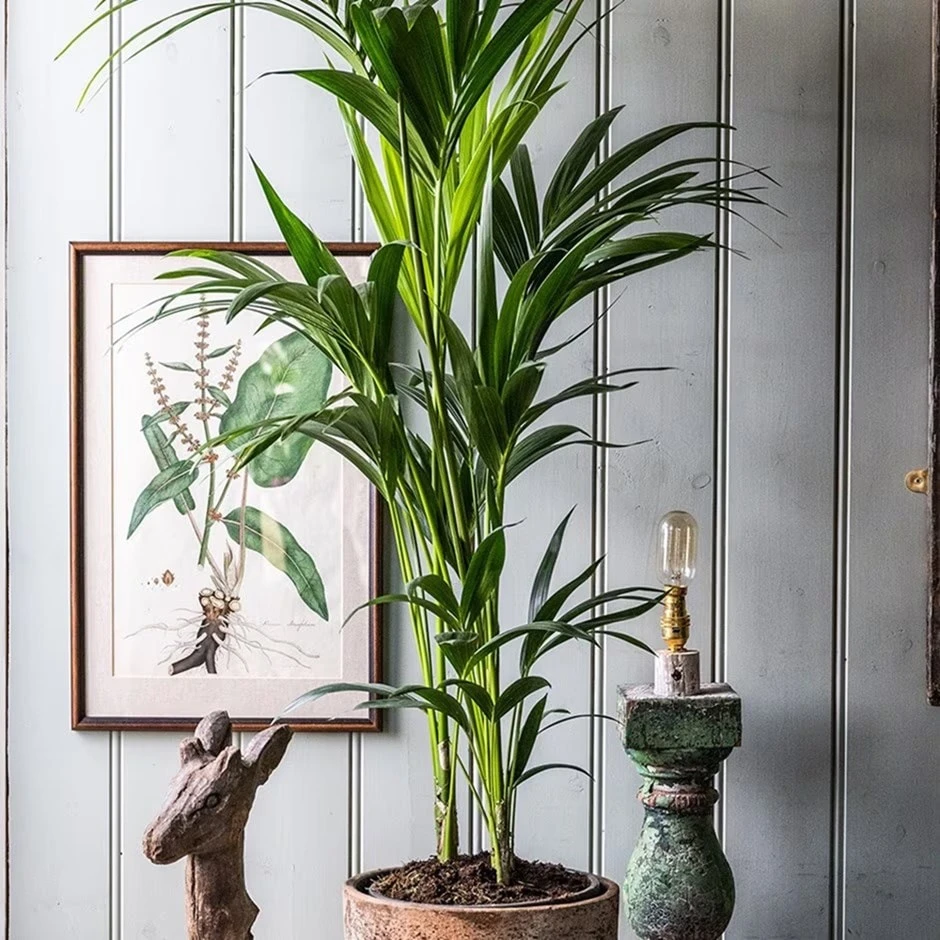 Howea Forsteriana 3 Howea Forsteriana