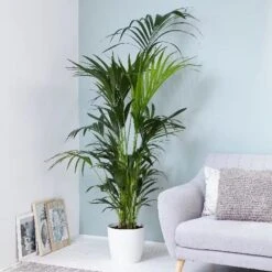 Howea Forsteriana 9 Howea Forsteriana -Feathered Garden pl2000027701 card3 lg