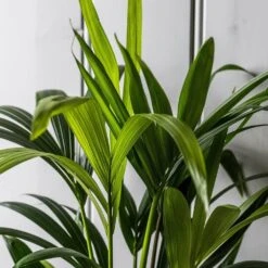 Howea Forsteriana 11 Howea Forsteriana -Feathered Garden pl2000027701 card5 lg