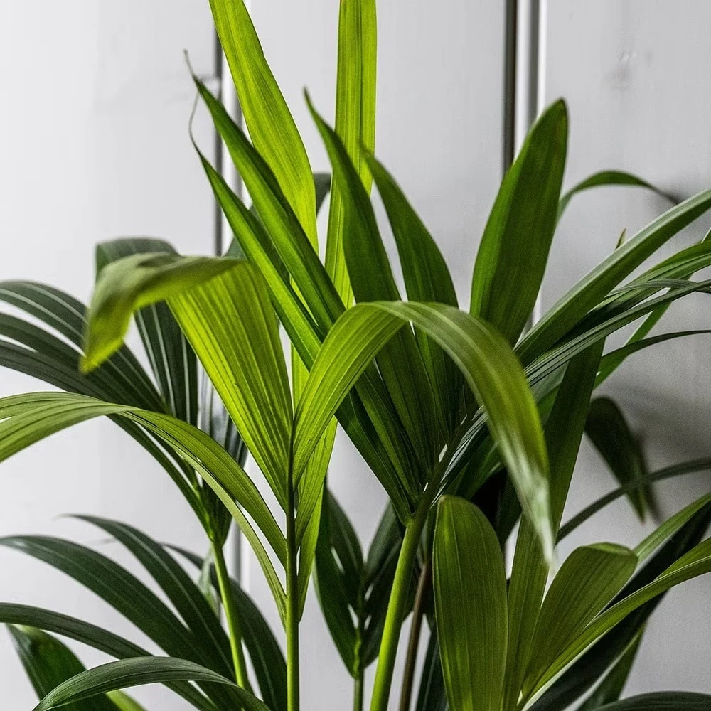 Howea Forsteriana 7 Howea Forsteriana - Image 5