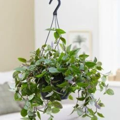 Tradescantia 'Green Hill' -Feathered Garden pl2000027706 card3 lg