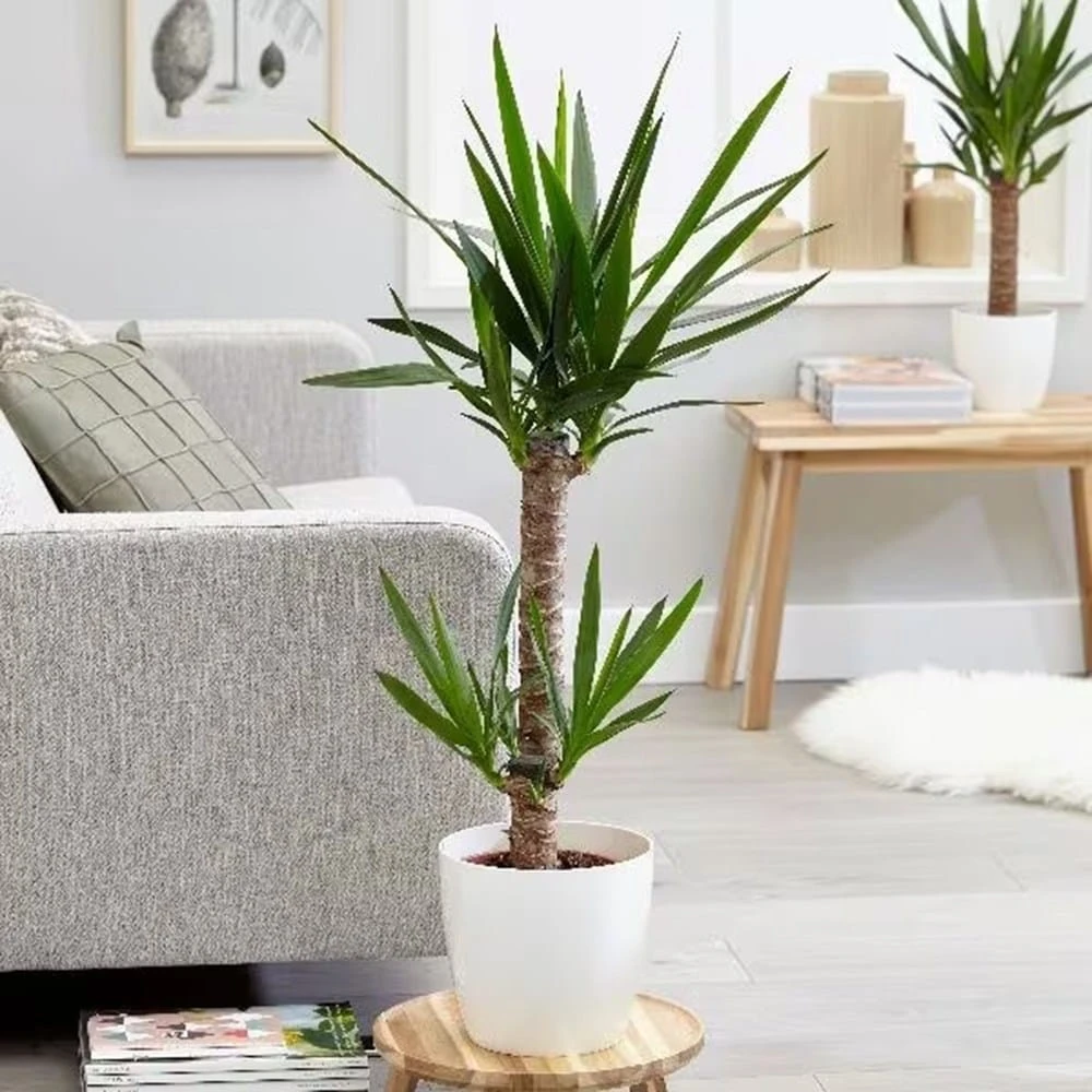 Yucca Elephantipes 6 Yucca Elephantipes - Image 4