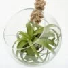 Extra Large Air Plant With Hanging Glass Orb/terrarium 1 Extra Large Air Plant With Hanging Glass Orb/terrarium -Feathered Garden pl2000027709