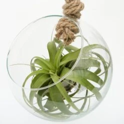 Extra Large Air Plant With Hanging Glass Orb/terrarium