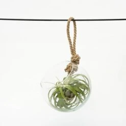 Extra Large Air Plant With Hanging Glass Orb/terrarium -Feathered Garden pl2000027709 card3 lg