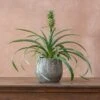 Ananas Comosus Corona ('Duranas2') (PBR) 2 Ananas Comosus Corona ('Duranas2') (PBR) -Feathered Garden pl2000027710