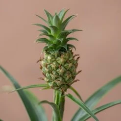 Ananas Comosus Corona ('Duranas2') (PBR) 9 Ananas Comosus Corona ('Duranas2') (PBR) -Feathered Garden pl2000027710 card4 lg