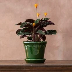 Goeppertia Crocata 'Tassmania' -Feathered Garden pl2000027721 card2 lg