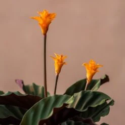 Goeppertia Crocata 'Tassmania' -Feathered Garden pl2000027721 card3 lg