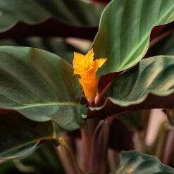 Goeppertia Crocata 'Tassmania' -Feathered Garden pl2000027721 card4 lg