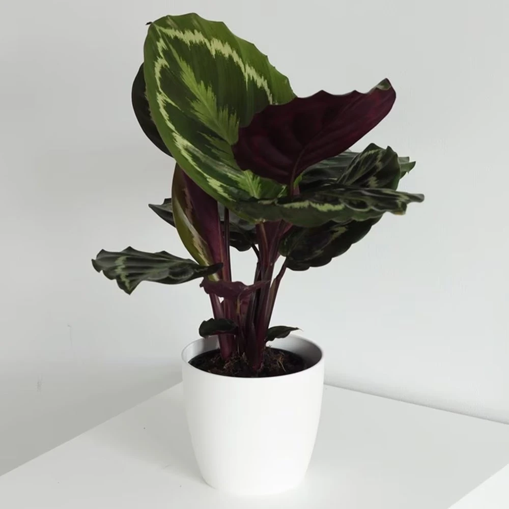 Goeppertia Veitchiana 'Medaillon' 4 Goeppertia Veitchiana 'Medaillon' - Image 2