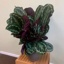 Goeppertia Veitchiana 'Medaillon' 9 Goeppertia Veitchiana 'Medaillon' -Feathered Garden pl2000027727 card3 lg