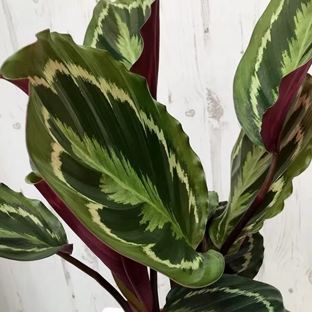 Goeppertia Veitchiana 'Medaillon' 7 Goeppertia Veitchiana 'Medaillon' - Image 5