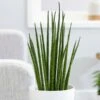 Sansevieria Bacularis 'Mikado' 2 Sansevieria Bacularis 'Mikado' -Feathered Garden pl2000027729