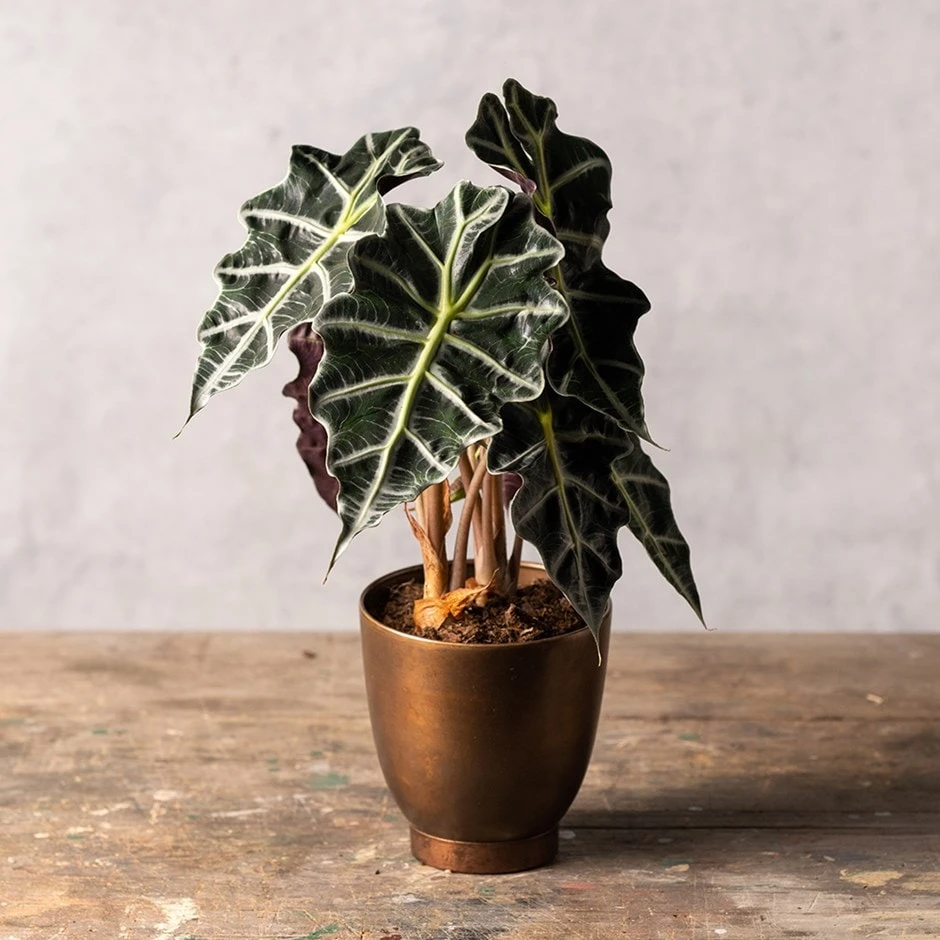 Alocasia × Amazonica 'Polly' 3 Alocasia × Amazonica 'Polly'