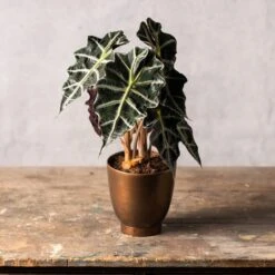 Alocasia × Amazonica 'Polly' 7 Alocasia × Amazonica 'Polly' -Feathered Garden pl2000027731 card3 lg