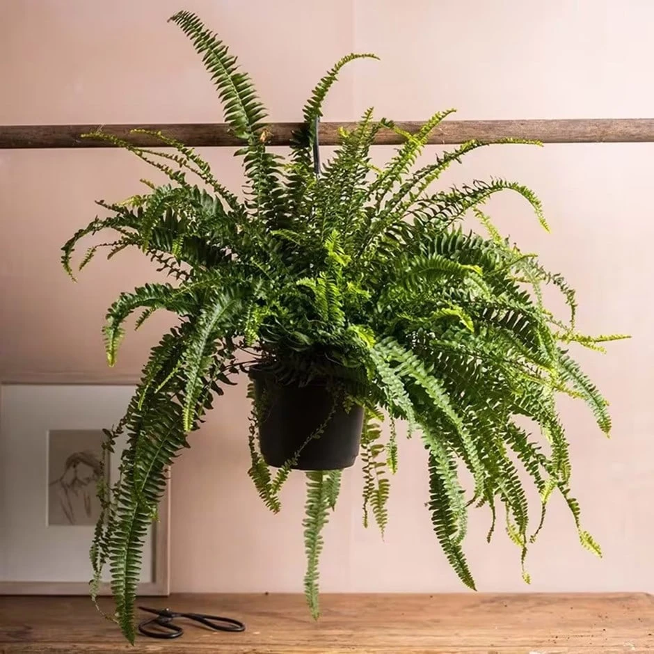 Nephrolepis Exaltata 'Green Lady' 3 Nephrolepis Exaltata 'Green Lady'