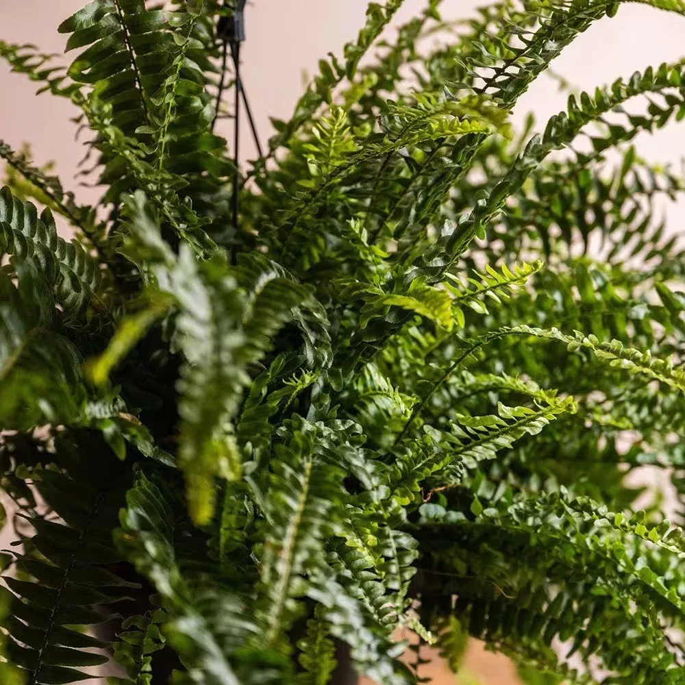 Nephrolepis Exaltata 'Green Lady' 4 Nephrolepis Exaltata 'Green Lady' - Image 2