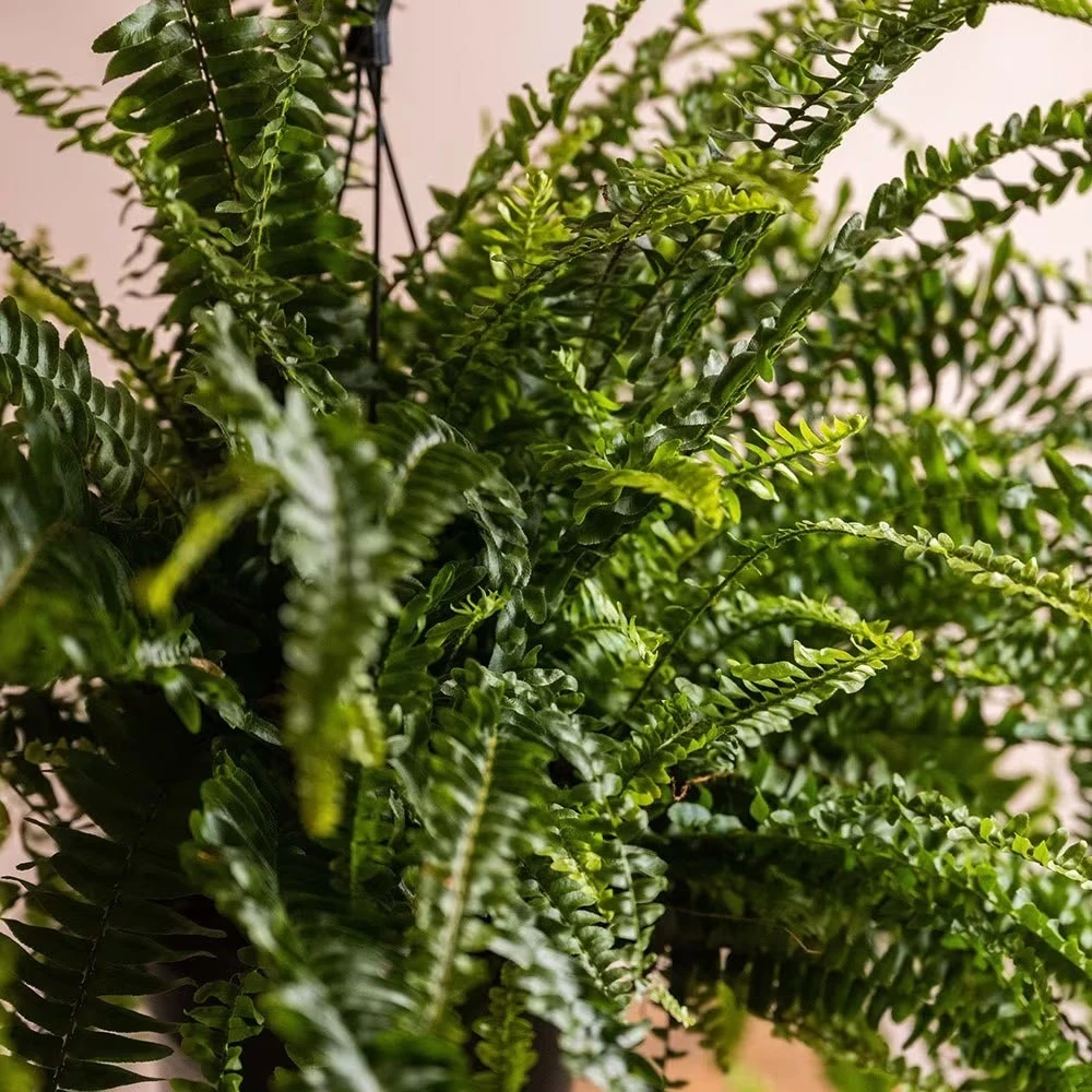 Nephrolepis Exaltata 'Green Lady' 5 Nephrolepis Exaltata 'Green Lady' - Image 3