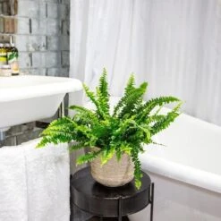 Nephrolepis Exaltata 'Green Lady' 11 Nephrolepis Exaltata 'Green Lady' -Feathered Garden pl2000027735 card5 lg