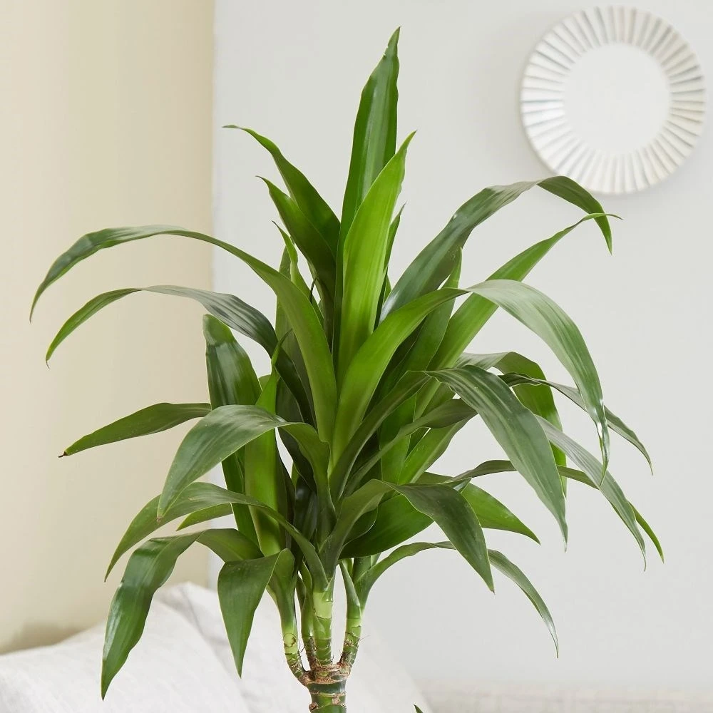 Dracaena Fragrans 'Janet Craig' 4 Dracaena Fragrans 'Janet Craig' - Image 2