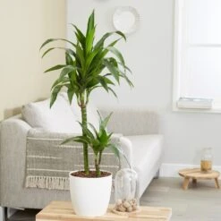 Dracaena Fragrans 'Janet Craig' 7 Dracaena Fragrans 'Janet Craig' -Feathered Garden pl2000027738 card3 lg