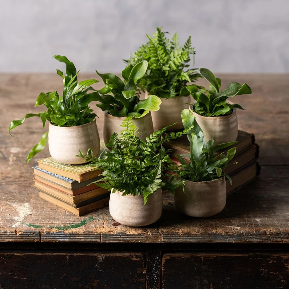 Fern Starter Collection 3 Fern Starter Collection