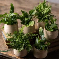 Fern Starter Collection 6 Fern Starter Collection -Feathered Garden pl2000028148 card2 lg