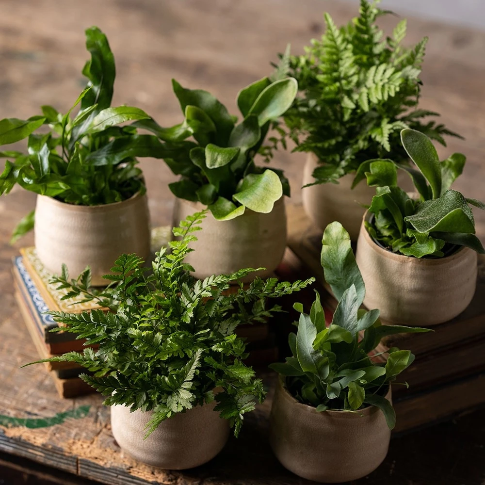 Fern Starter Collection 4 Fern Starter Collection - Image 2