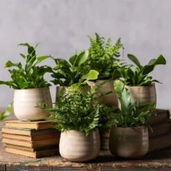 Fern Starter Collection 7 Fern Starter Collection -Feathered Garden pl2000028148 card3 lg