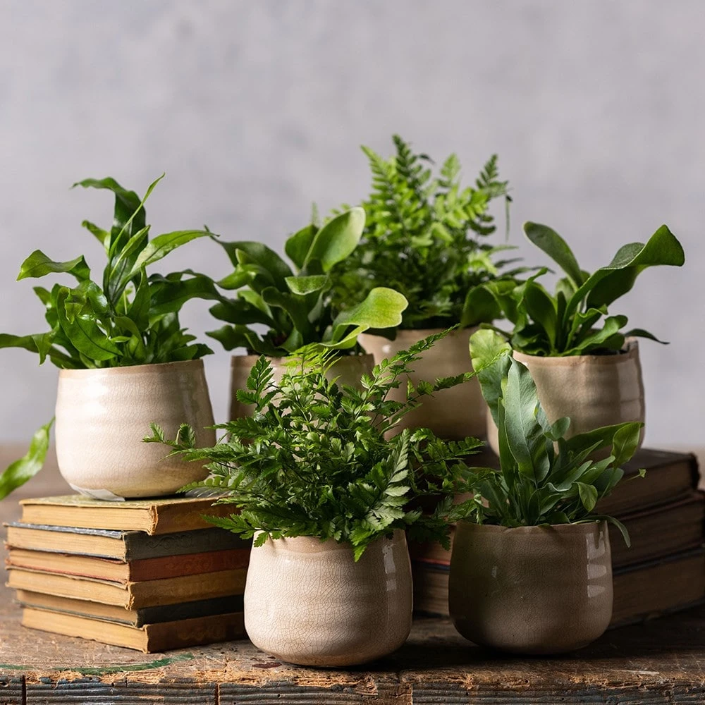 Fern Starter Collection 5 Fern Starter Collection - Image 3