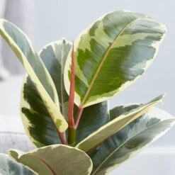 Ficus Elastica 'Tineke' 7 Ficus Elastica 'Tineke' -Feathered Garden pl2000028176 card2 lg