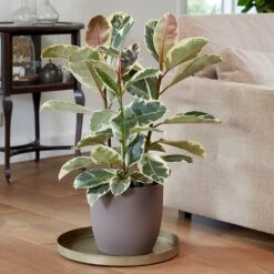 Ficus Elastica 'Tineke' 9 Ficus Elastica 'Tineke' -Feathered Garden pl2000028176 card4 lg