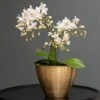 Phalaenopsis 'White Willd Orchid' 1 Phalaenopsis 'White Willd Orchid' -Feathered Garden pl2000028180
