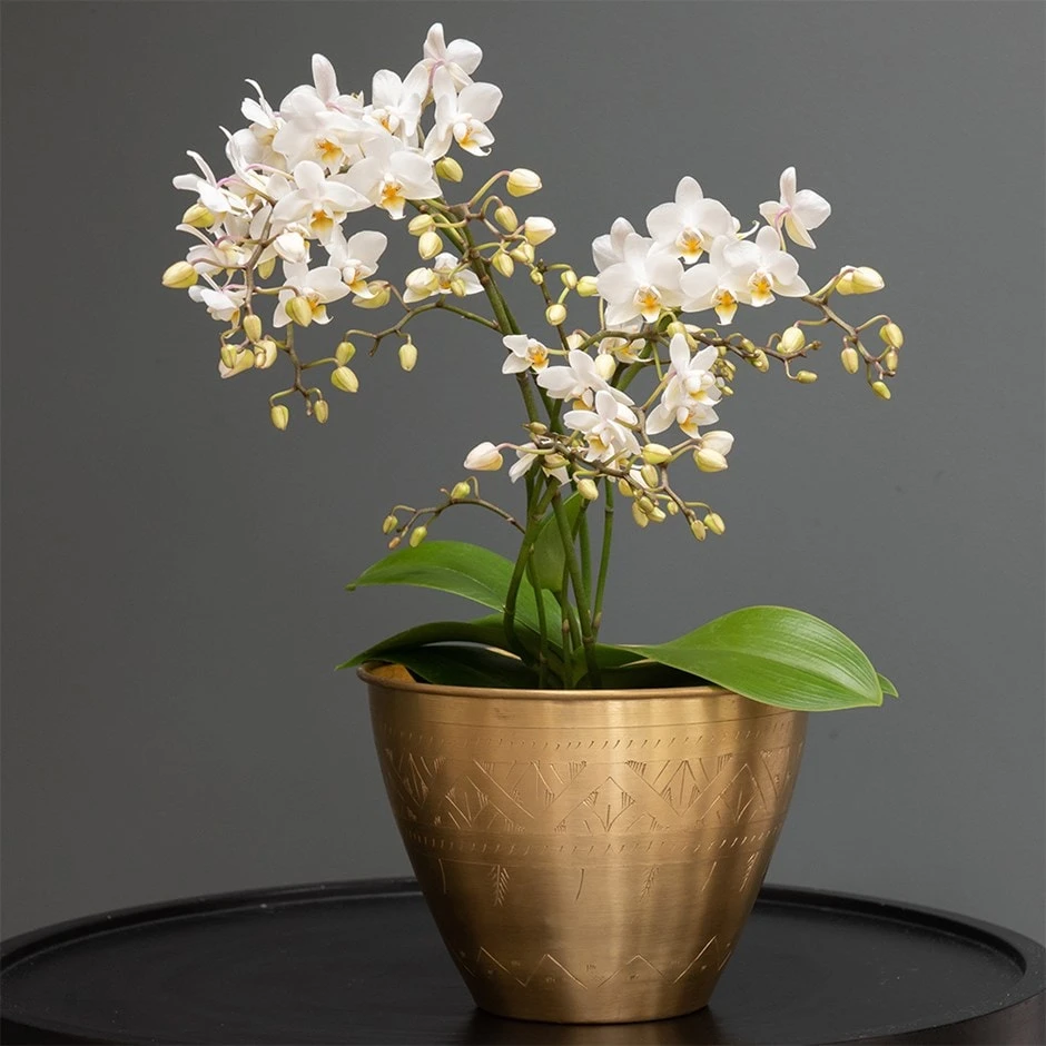 Phalaenopsis 'White Willd Orchid' 3 Phalaenopsis 'White Willd Orchid'